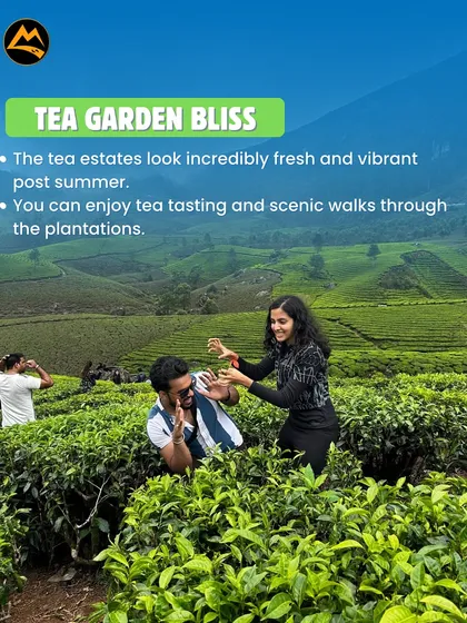 Tea garden bliss in Munnar. My trips include scenic walks and tea tasting sessions in the fresh, vibrant plantations.