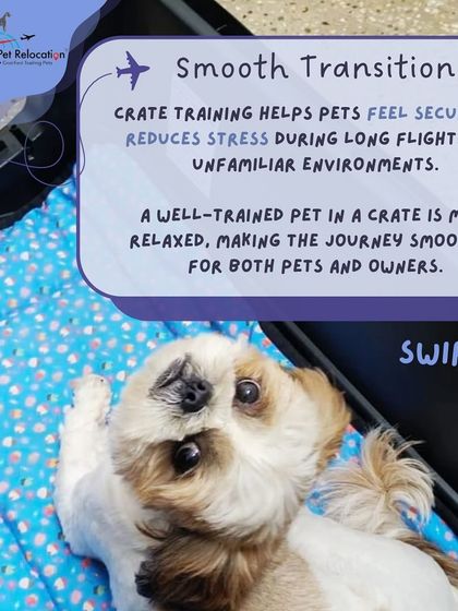 Anvis - Pet Relocation Preparing for Travel: Health, Safety & Documentation photo 29