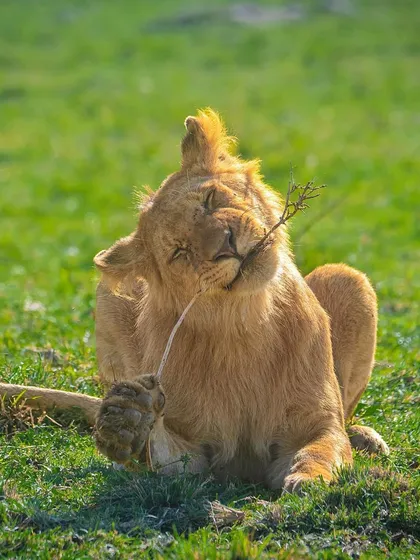 A lion cub playfully chews on a stick. It might look like a simple game, but this behavior helps strengthen its jaw muscles and hones skills that will be essential for hunting later in life.
