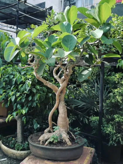 This beautiful Banyan Tree bonsai with its intricate aerial roots and graceful form found a new home. We source and style unique bonsai specimens for collectors and enthusiasts.
