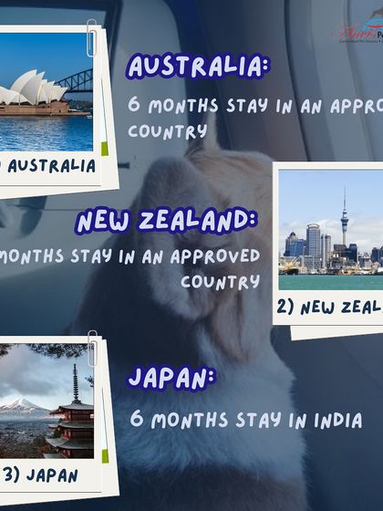 Anvis - Pet Relocation Preparing for Travel: Health, Safety & Documentation photo 12