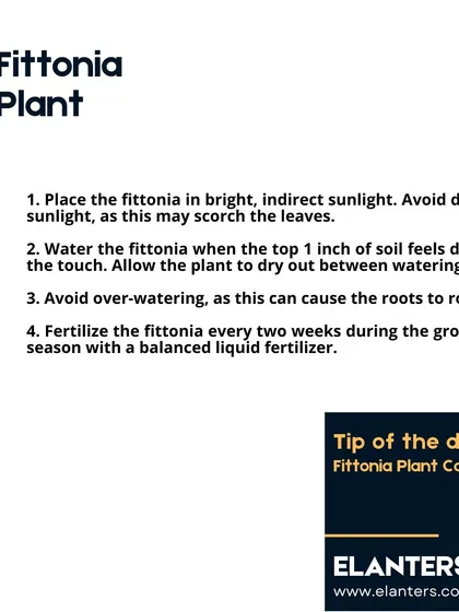 Fittonia Care Part 1: This plant needs bright, indirect sunlight and should be watered when the top inch of soil feels dry. Avoid over-watering to prevent root rot.