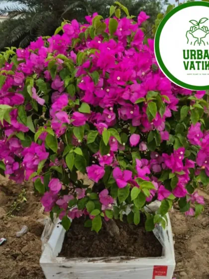 A vibrant magenta Bougainvillea, full of flowers and ready to make a statement.