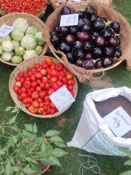 An assortment of tomatoes, brinjals, and kohlrabi, along with a bag of fresh compost for home gardeners.