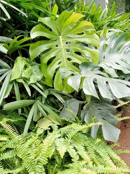 This arrangement showcases a tropical theme with a mix of Monstera deliciosa, Raphis palms, and Ferns. We supply these lush, vibrant plants to create a dense, jungle-like feel in indoor gardens and large planters.