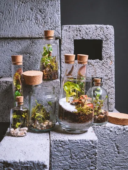 A collection of my small terrariums in various corked bottles and jars. These mini ecosystems are perfect for decorating shelves or desks.