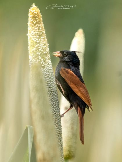 Portraits of the Wild photo 31