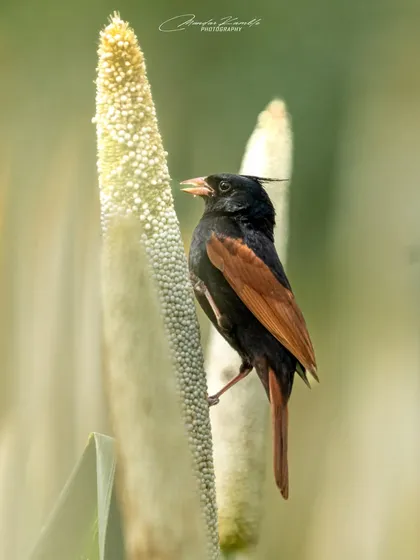A Crested Bunting clings to a stalk of millet. The soft, creamy background complements the dark colour of the bird.