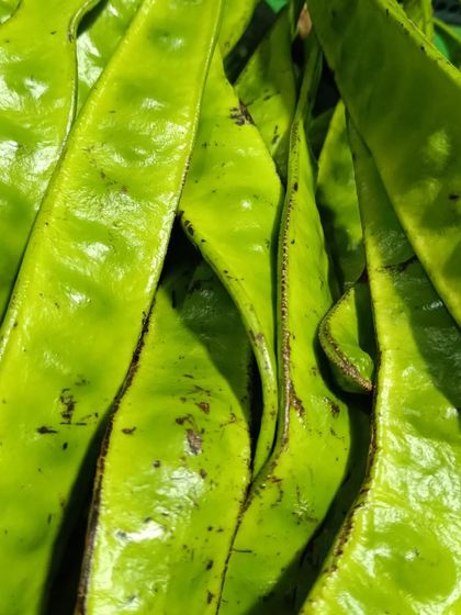 A close-up of fresh Yongchak, or petai. The bright green color shows they are fresh and will have the strong, characteristic flavor needed for Manipuri food.
