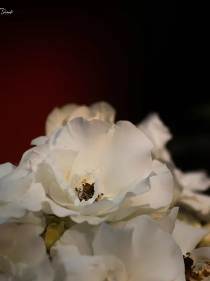 A Bengal rose in the early morning. This low-key shot focuses on how the first light hits the flower, illuminating its form against a dark red and black background, giving it a very painterly feel.