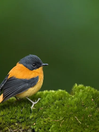 A Black-and-orange Flycatcher on a mossy perch, with a single sprig of orange flowers adding to the composition.