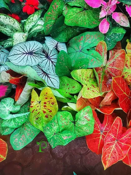 These are my 'color bombs'. The vibrant and varied leaves of Caladium plants bring an explosion of color to any space. I always keep a fresh stock of these beauties on demand for those who love dramatic foliage.