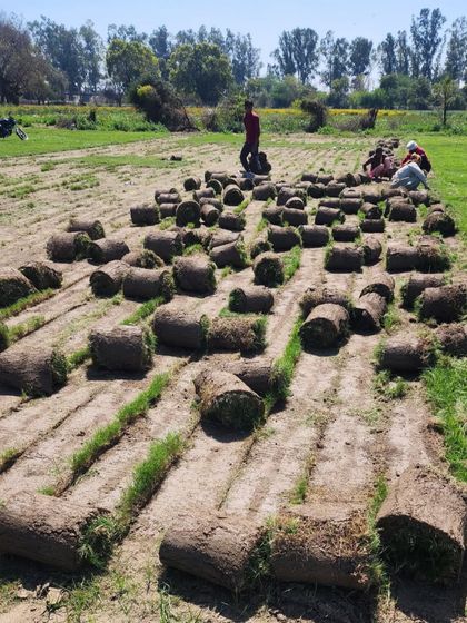 Delhi Gardner - Wholesale Plant & Turf Supply Natural Grass Turf: From Our Farm to Your Project photo 71