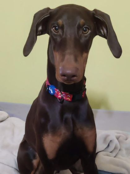 Hazel the Doberman is a beautiful, 6 month old girl. She is fully vaccinated, dewormed, and will be spayed before adoption.