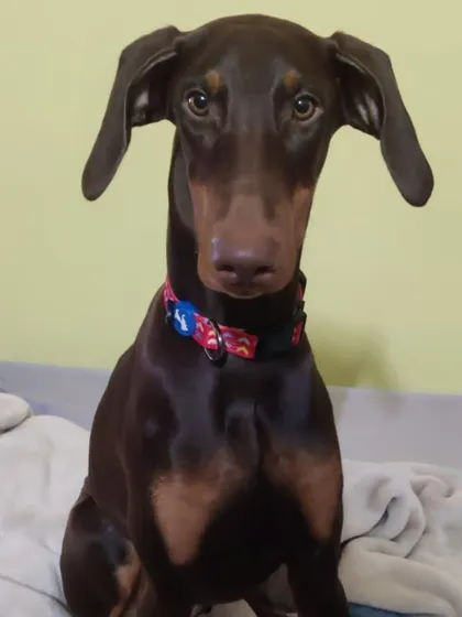 Hazel, a beautiful 6-month-old female Doberman, sitting on a bed. She is playful, good with other dogs, and loves to cuddle.