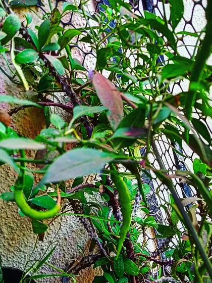 Another angle of a productive chilli plant, showing how we maximize yield even in compact urban settings.