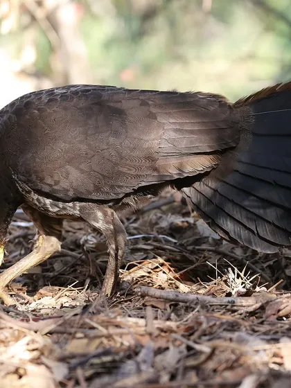 The Australian Brushturkey, a large bird found foraging in the marshes of Sydney Olympic Park. These birds are known for building large mounds of leaf litter to incubate their eggs.