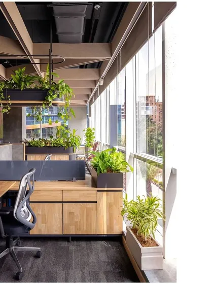 Another view of the workstations at Paras Healthcare, showing how hanging plants and planters on storage units are integrated into the office landscape. This approach makes nature a constant, calming presence.