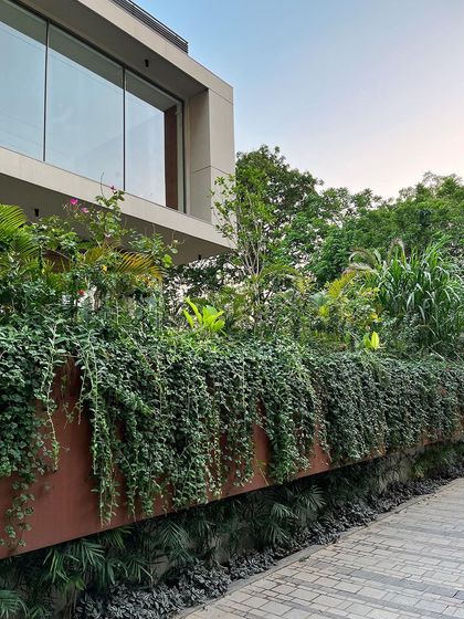 This house appears to float on a bed of green. Here, the creepers have matured, creating a dense veil of foliage that cascades over the corten steel planter wall, softening the architecture.