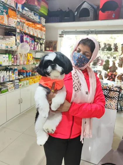 Oreo the Shih Tzu is looking sharp and feeling fresh after his grooming appointment. We make sure every pet gets the star treatment they deserve.