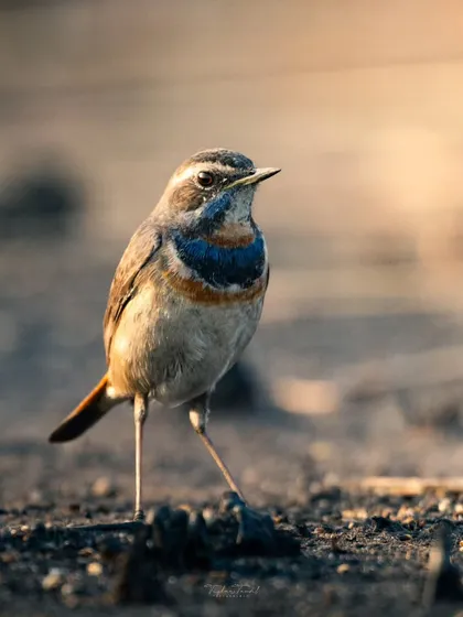A full-body shot of the Bluethroat, showcasing its confident stance and the subtle patterns on its wings and tail.