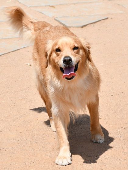 This happy Golden Retriever is on the move, tail wagging, enjoying the freedom of our spacious play area.