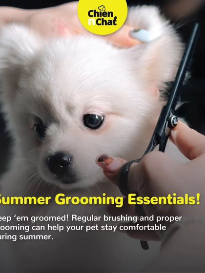 Summer grooming is essential. Regular brushing and proper grooming can help your pet stay comfortable during hot weather.