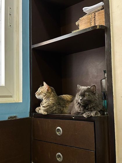 The sisters sharing a shelf. They love finding cozy spots to rest in together throughout the day.