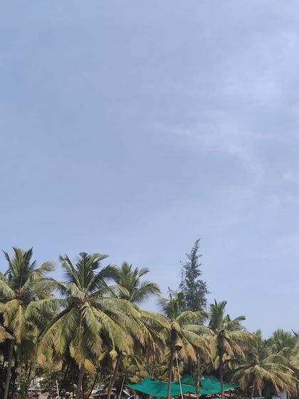 A classic view of coconut trees against a clear blue sky, capturing the tropical vibe of the coastal trek.