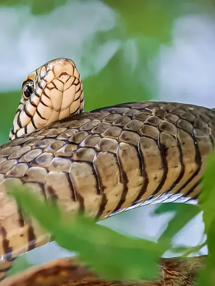 The Indian Rat Snake, often called the 'farmer's friend' for its role in controlling rodent populations. My work often highlights these beneficial relationships, showing how snakes are essential for a healthy ecosystem.