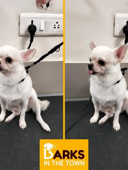 This adorable white Chihuahua is looking sharp and alert after its grooming session. We handle small and delicate breeds with the utmost care.
