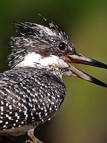 A Crested Kingfisher with its beak open, showing off its spiky, punk-rock crest. The black and white pattern is incredibly sharp in this detailed portrait.