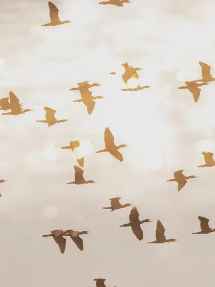 A multiple exposure shot of Indian Cormorants at sunset. I combined a silhouette of the flock flying with a separate exposure of the bokeh orbs on the water, creating a golden, layered image that captures the feeling of dusk at Sultanpur National Park.