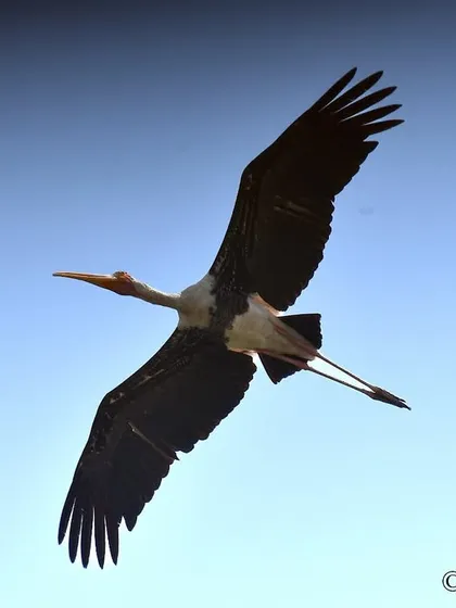 A Painted Stork, a near-threatened species, flying over Juhu. It's always a thrill to see these large, colorful birds right here in the city.