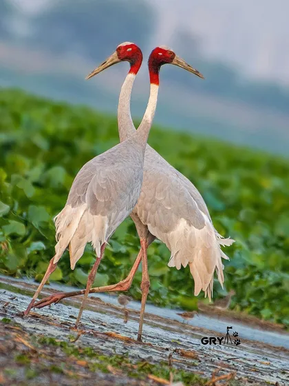 A pair of Sarus Cranes perform their courtship dance in the wetlands. Their synchronized movements are a beautiful display of bonding and a highlight of my field trips.