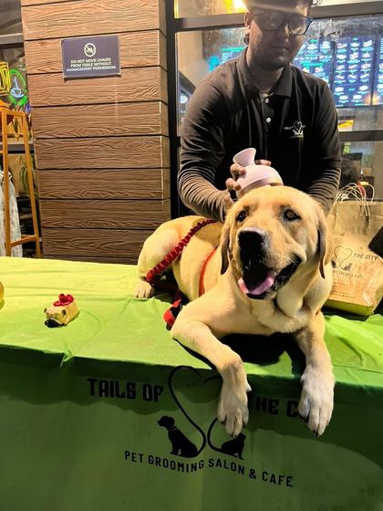 Tails of the City - Pet Spa & Creative Styling Join the Fun: Offers & Events photo 6