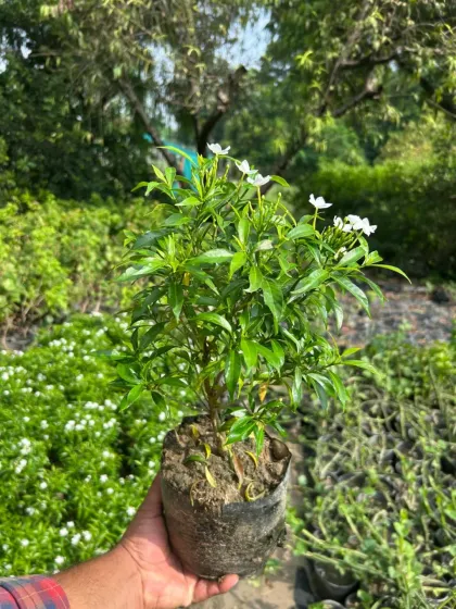 This is a healthy Drop Chandini plant, held in a nursery bag and ready for planting. It produces beautiful, fragrant white flowers and is a great addition to any garden.