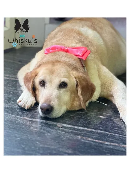 Meet Maya, an expressive senior Labrador. Grooming senior dogs holds a special place in my heart. I take extra time and care to ensure they are comfortable and feel safe throughout their spa day.