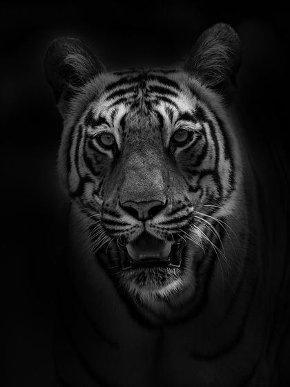 Another monochrome portrait of a tiger, this time with a slightly open mouth, as if in the middle of a breath. The dark background isolates the face, making the stripes and whiskers stand out with incredible clarity.