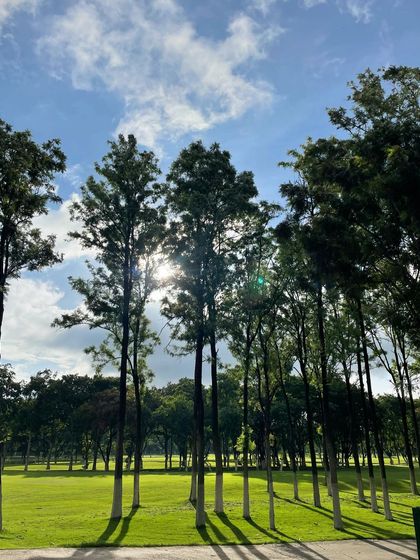 The morning sun filtering through the trees that line the fairway. Learning to play in different light conditions is a subtle but important part of course strategy.