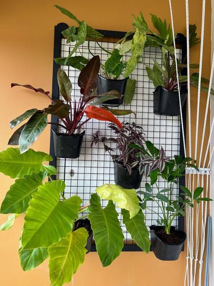 The complete vertical grid garden. This setup is a great way to display a collection of tropical plants, allowing each one to be a star while contributing to a lush, jungle-like feel on the balcony.