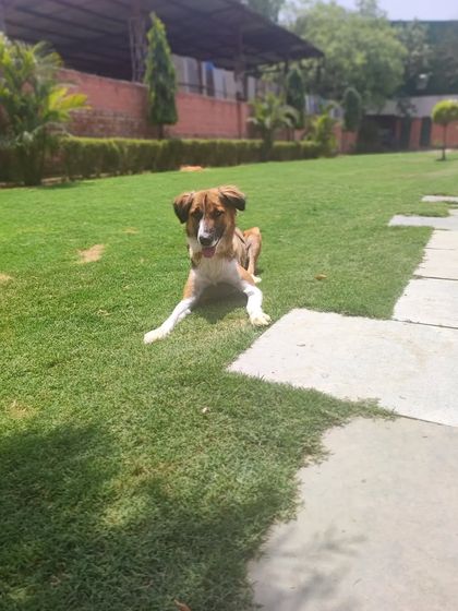 A wide shot of our lovely Indie guest, relaxing on the path and enjoying the view of the large, green yard.