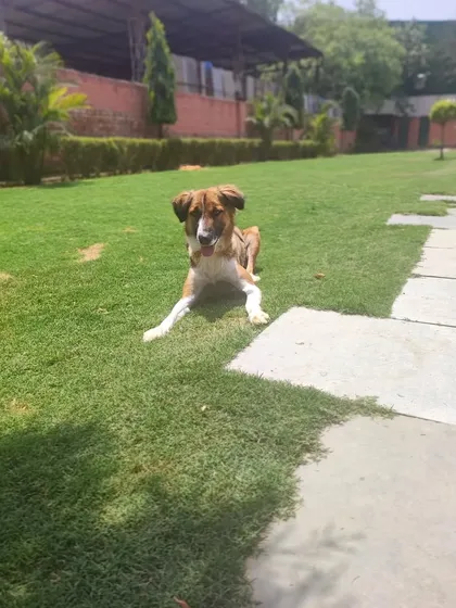 A wide shot of our lovely Indie guest, relaxing on the path and enjoying the view of the large, green yard.