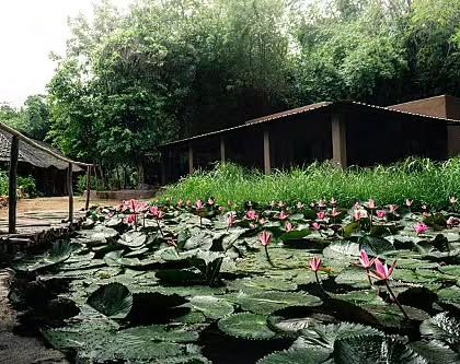 A quiet corner of a rustic resort in Hampi, where a lily pond creates a peaceful and natural ambiance. This is a digital detox haven, where you can disconnect from technology and reconnect with the wilderness.