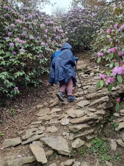 A trekker navigates a rocky, uphill path during our Kedarnath trek. The trail is lined with blooming rhododendron bushes, showcasing the beautiful flora you'll encounter on our guided mountain walks.