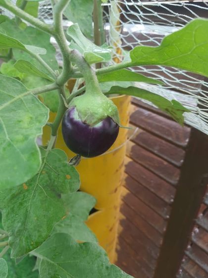 A round brinjal, plump and ready for harvest. My system allows you to grow different varieties of your favorite vegetables.