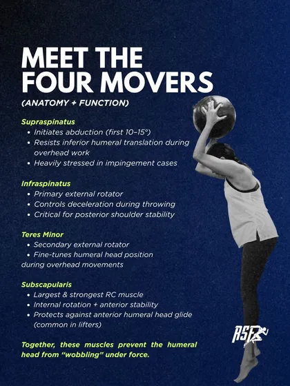 Meet the four movers. This infographic details the specific anatomy and function of each rotator cuff muscle, from the supraspinatus initiating abduction to the subscapularis providing anterior stability.