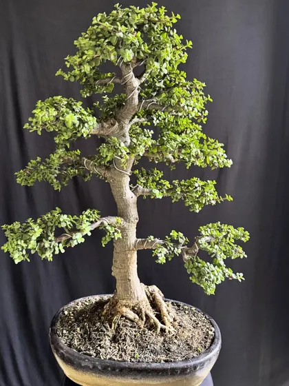 A classic Jade bonsai against a black backdrop, emphasizing its strong silhouette and the fine details of its branches. This is a tree that has been shaped with care over many years.