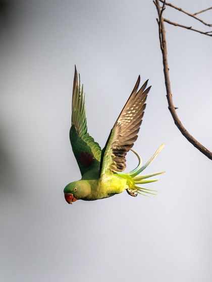 Another flight shot of the Alexandrine parakeet, showing its powerful wing beats and long, elegant tail.