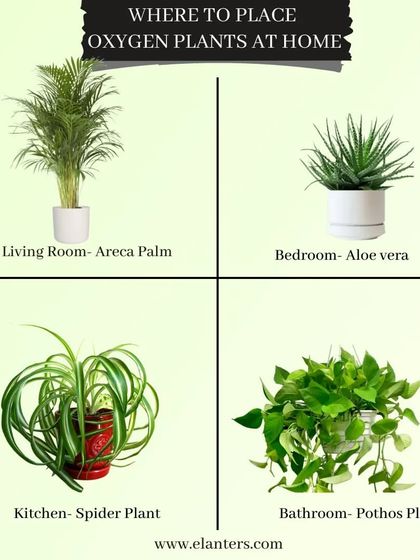 Plants for Health & Harmony photo 3